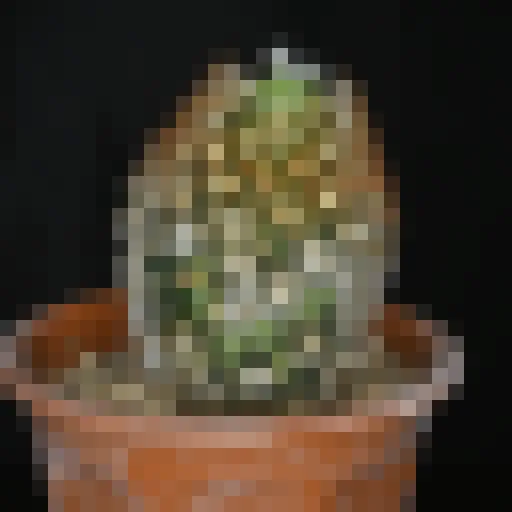 La photo en 1 024 pixels carrés
