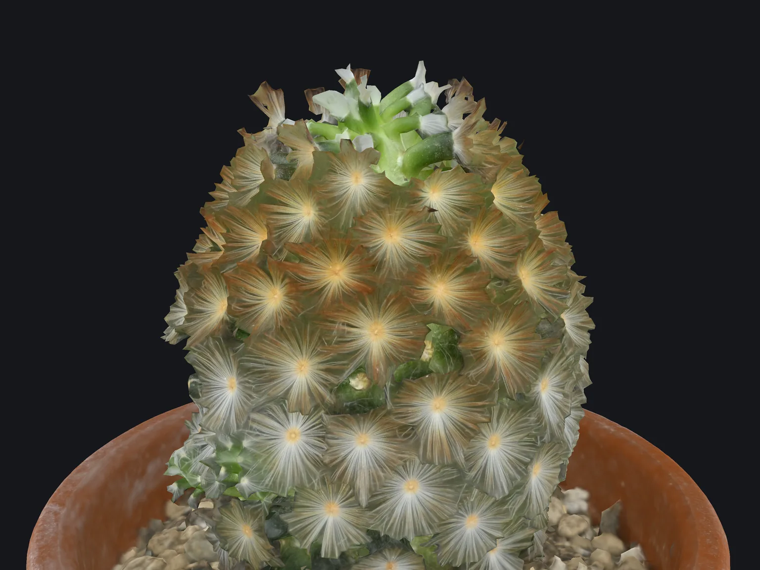 Le cactus en maillage de triangles texturé : les épines sont peintes sur une surface à facettes, sans relief sur le contour