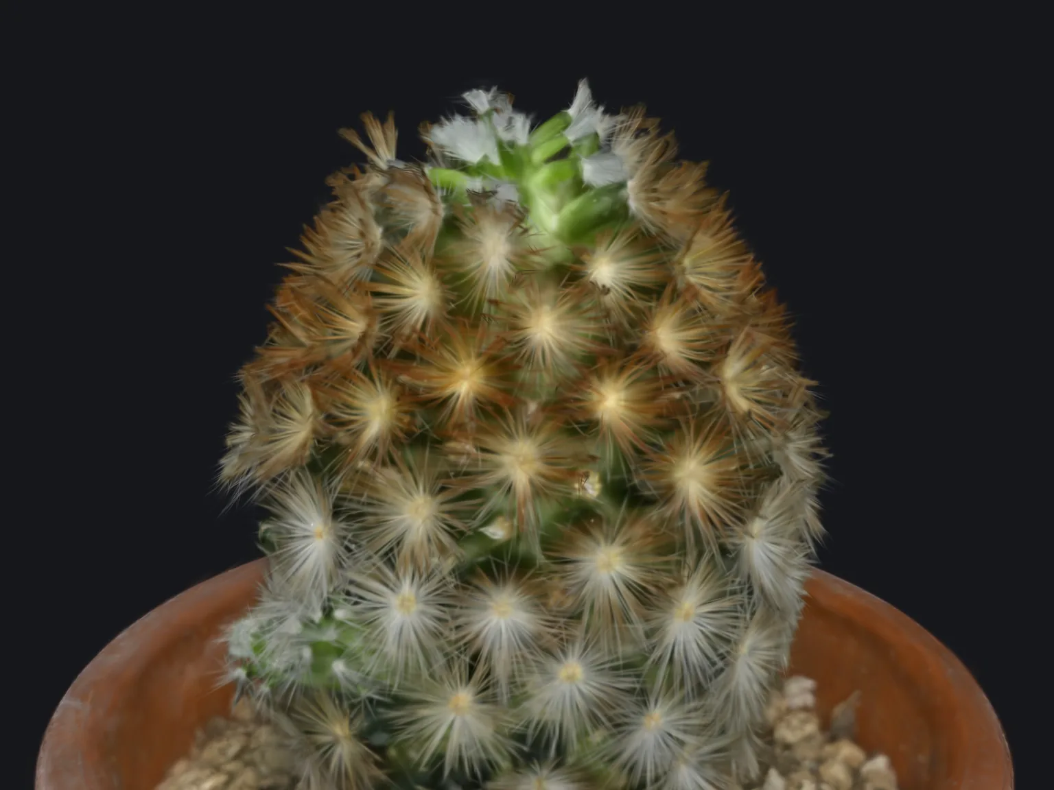 Le cactus en Gaussian splatting : les épines ressortent une à une, fines et translucides